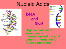 Nucleic Acid PPT Notes