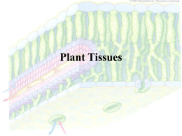 Dr. P`s Plant Tissue Notes