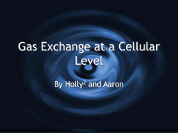 Gas Exchange at a Cellular Level