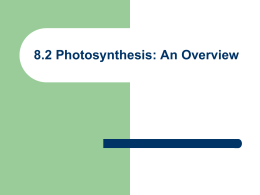 Photosynthesis PPT