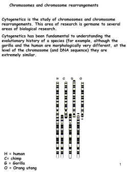 Changes in chromosome structure (continued):