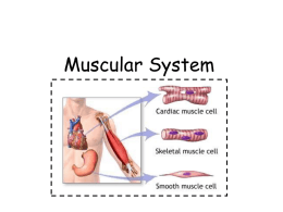 600 control TYPES OF MUSCLES