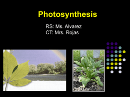 Lab # 9 Photosynthesis