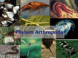 Ch 18 Phylum Arthropoda