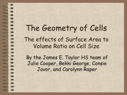 The Geometry of Cells The affects of Surface Area to Volume Ratio