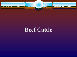 Beef Cattle Breeds - Agriscience.msu.edu