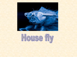 Dr. Ravneet- House fly