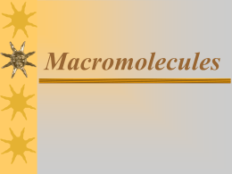 Macromolecules - Mrs. Cindy Williams Biology website