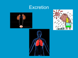 Excretion - Science at St. Dominics