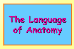The Language of Anatomy - Mrs. Blackmon`s Science Blackboard