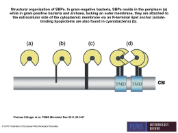 Structural organization of SBPs. In gram