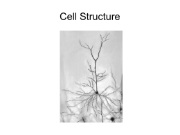 Cell Structure Cell Types There are two groups we put cells into