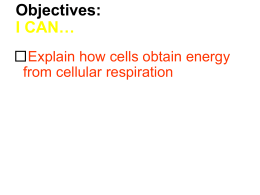 Cell Respiration Worksheet Document