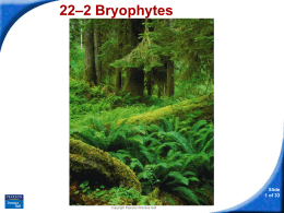 22–2 Bryophytes