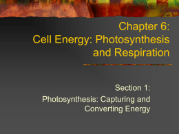 Chapter 6: Cell Energy: Photosynthesis and Respiration