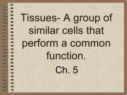 Tissues- A group of similar cells that perform a common function.