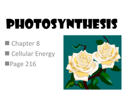 Photosynthesis - Groupfusion.net