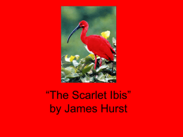 The Scarlet Ibis - Groupfusion.net