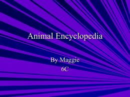 Animal Encyclopedia - Miss Kay`s Computer