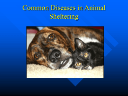 Disease in Shelters - PowerPoint