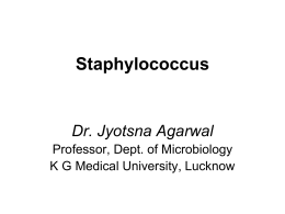 Download: staphylococcus