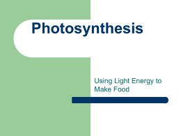 Photosynthesis Using Light to Make Food