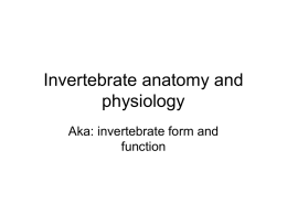 Invertebrate Anatomy and Physiology