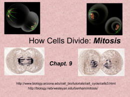 How Cells Divide: Mitosis