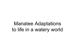 Manatee Adaptations
