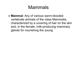 Introduction to Marine Mammals - Mater Academy Lakes High School