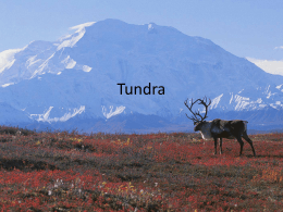Tundra (By Suzanne)
