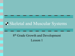 Skeletal and Muscular Systems