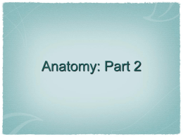 Anatomy: Part 2