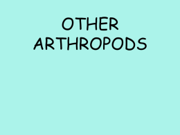 Other Arthropods