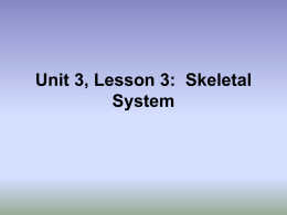 Unit 3, Lesson 1: Skeletal System