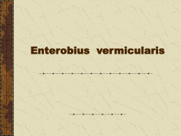 Enterobius vermicularis (pinworms)