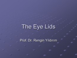 The Eyelids