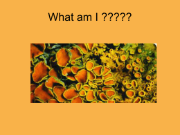 What am I ?????
