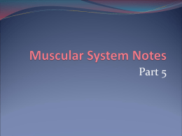 Muscular System Notes - Mount Carmel Academy