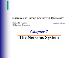 Intro. to Nervous System