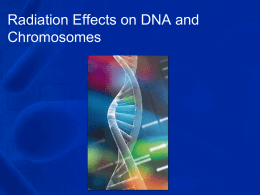 Radiation Effects on DNA and Chromosomes