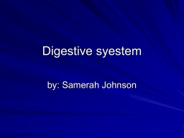Digestive syestem