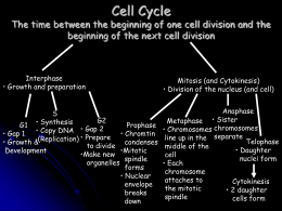 Cell Cycle Graphic Organizer