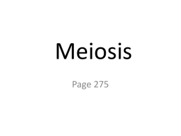 meiosis_text_book