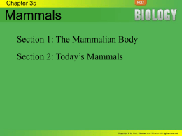 Placental Mammals