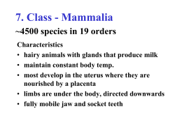 Class - Mammalia ~4500 species in 19 orders