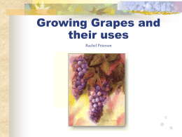 Growing Grapes and their uses
