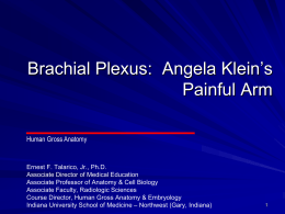 Extremities 5 - Brachial Plexus Angela Klein IHCPP 13