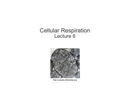 lecture 6, cellular respiration, 031709
