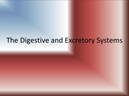 The Digestive and Excretory Systems - Help, Science!